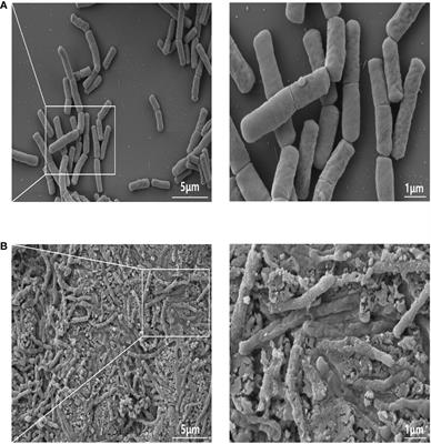 Paraprobiotic derived from Bacillus velezensis GV1 improves immune response and gut microbiota composition in cyclophosphamide-treated immunosuppressed mice